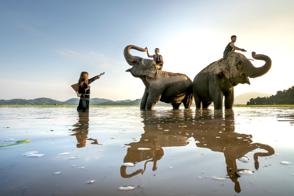 Discover Incredible Wildlife Adventures Across the Globe