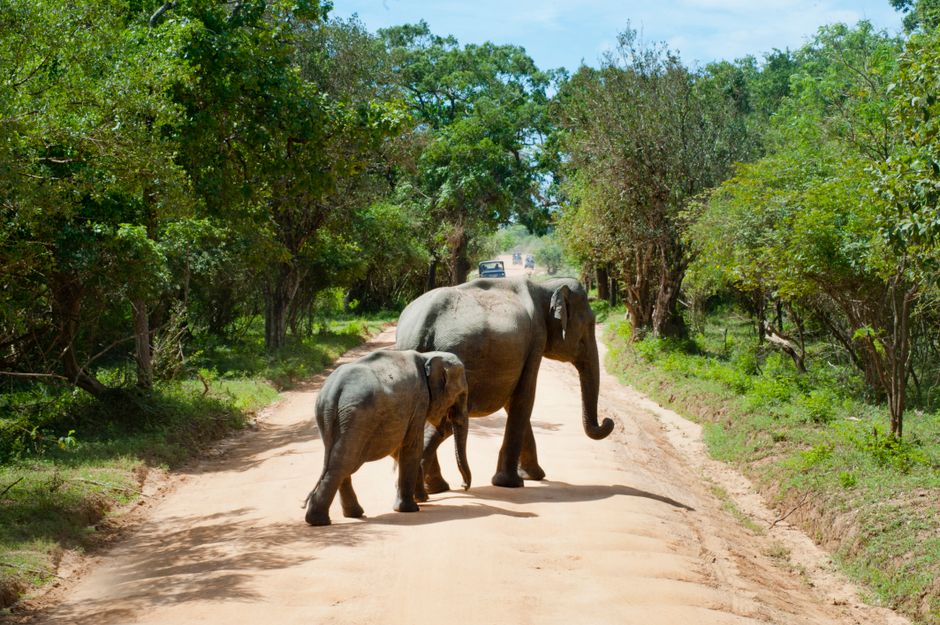 Discover Incredible Wildlife Adventures Across the Globe