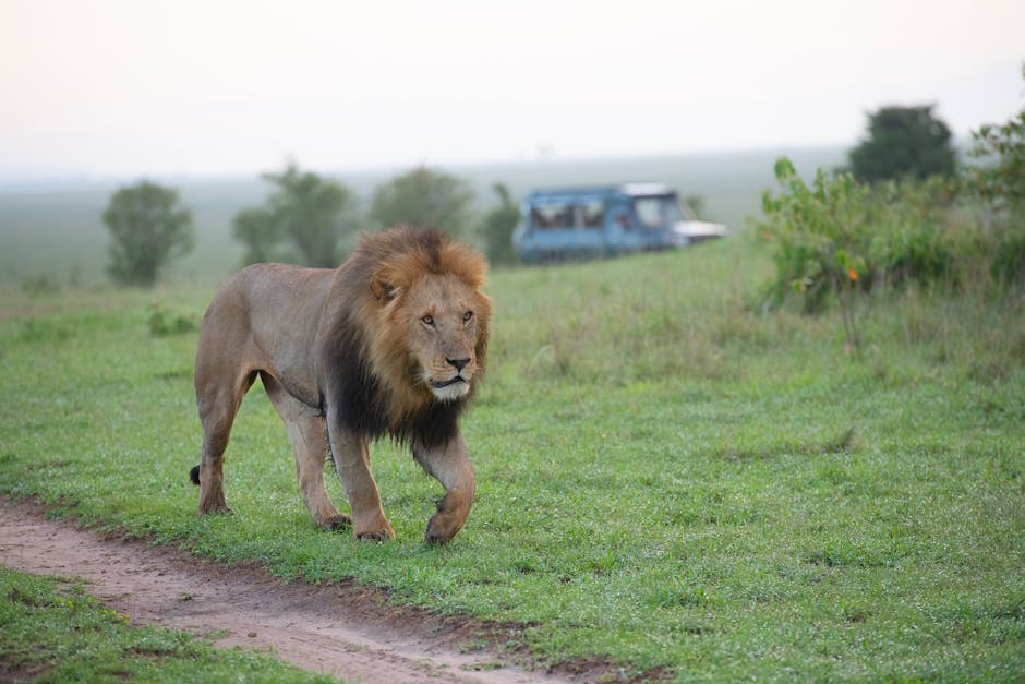 Discover Incredible Wildlife Adventures Across the Globe featured